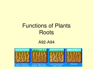 Functions of Plants Roots