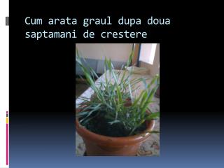 Cum arata graul dupa doua saptamani de crestere