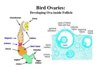 Bird Ovaries: Developing Ova inside Follicle