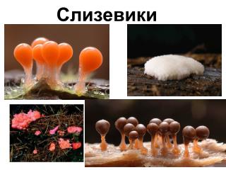 Слизевики