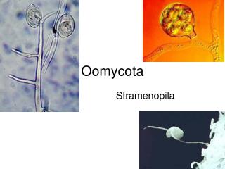 Oomycota