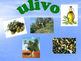 ulivo