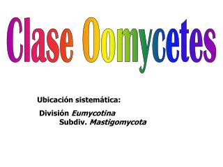 Clase Oomycetes
