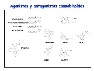 Agonistas y antagonistas cannabinoides