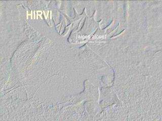 HIRVI