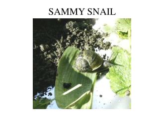 SAMMY SNAIL