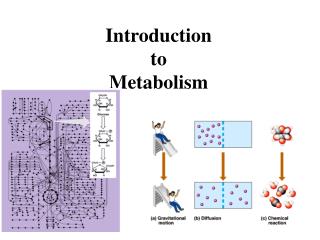 Introduction to Metabolism