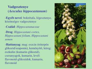 Vadgesztenye ( Aesculus hippocastanum )