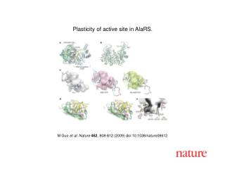 M Guo et al. Nature 462 , 808 -8 12 (2009) doi:10.1038/nature08612