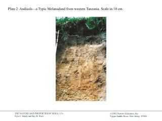 Plate 2  Andisols—a Typic Melanudand from western Tanzania. Scale in 10 cm.