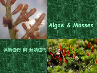 Algae &amp; Mosses