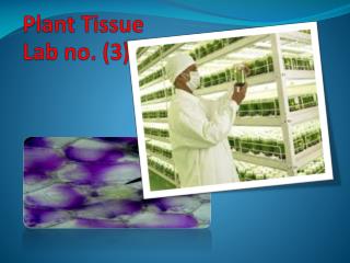 Plant Tissue Lab no. (3)