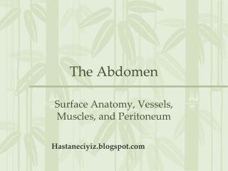 The Abdomen