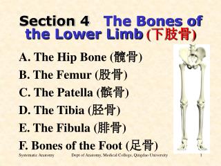 Section 4 The Bones of the Lower Limb ( 下肢骨 )