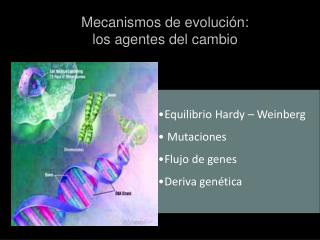 Equilibrio Hardy – Weinberg Mutaciones Flujo de genes Deriva genética