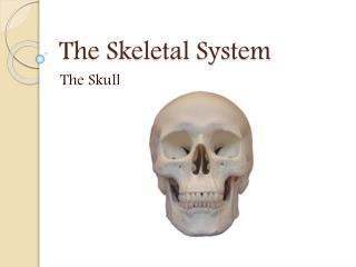 The Skeletal System