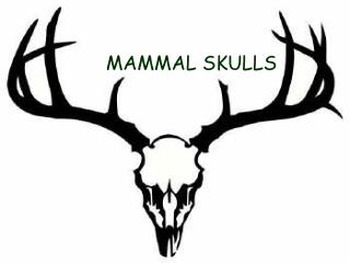 MAMMAL SKULLS