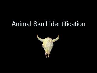 Animal Skull Identification