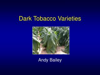 Dark Tobacco Varieties
