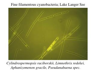 Fine filamentous cyanobacteria; Lake Langer See