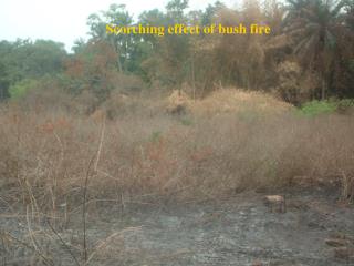 Scorching effect of bush fire