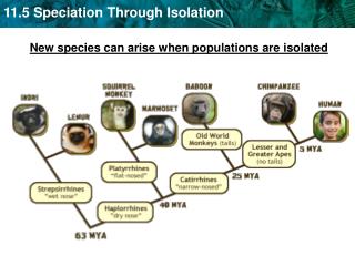 New species can arise when populations are isolated