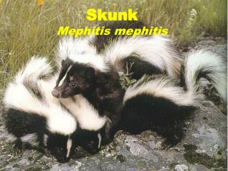 Skunk Mephitis mephitis