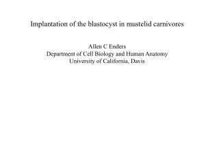 Implantation of the blastocyst in mustelid carnivores Allen C Enders