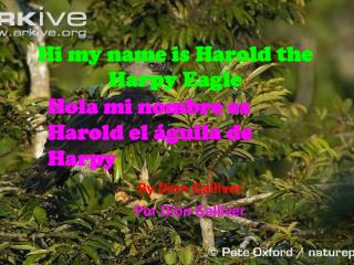 Hi my name is Harold the Harpy Eagle