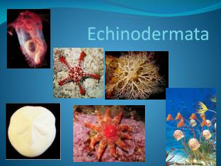 Echinodermata