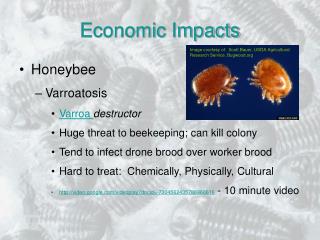 Economic Impacts