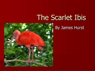 ibis scarlet