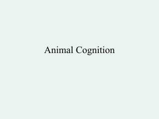 Animal Cognition