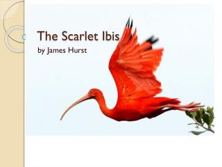 The Scarlet Ibis