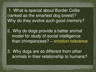 1. What is special about Border Collie (ranked as the smartest dog breed)?