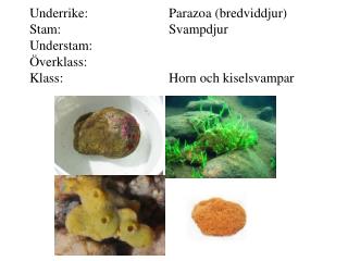Underrike: 			Eumetazoa (äkta djur)	 Stam:				Cnidaria (nässeldjur)