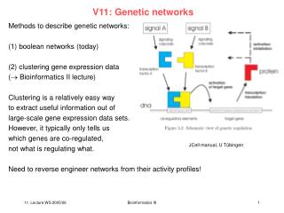 V11: Genetic networks
