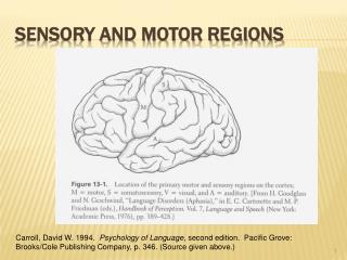 Sensory and Motor Regions