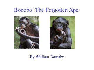 Bonobo: The Forgotten Ape