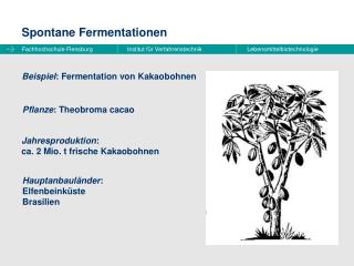 Spontane Fermentationen