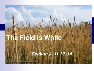 The Field is White