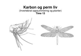 Karbon og perm liv (Invertebrat oppsummering og planter) Time 13