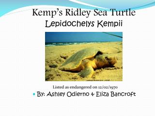 Kemp’s Ridley Sea Turtle Lepidochelys Kempii