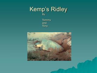 Kemp’s Ridley