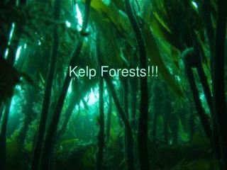 Kelp Forests!!!