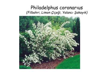Philadelphus coronarıus (Filbahri, Limon Çiçeği, Yalancı Şakayık)