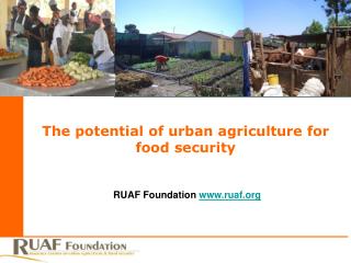 The potential of urban agriculture for food security