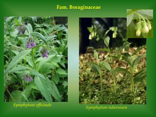 Fam. Boraginaceae