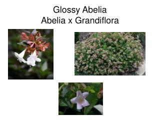 Glossy Abelia Abelia x Grandiflora