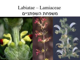 Labiatae – Lamiaceae משפחת השפתניים